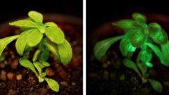 Rastliny namiesto lámp