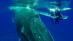 Veľryba ochránila potápačku