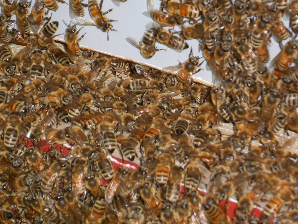 971330_168959109953485_1942327623_n