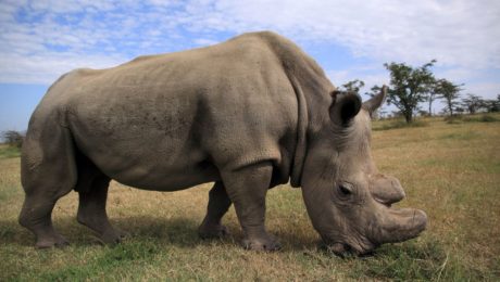 Posledného samca nosorožca