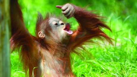 Počet žijúcich orangutanov
