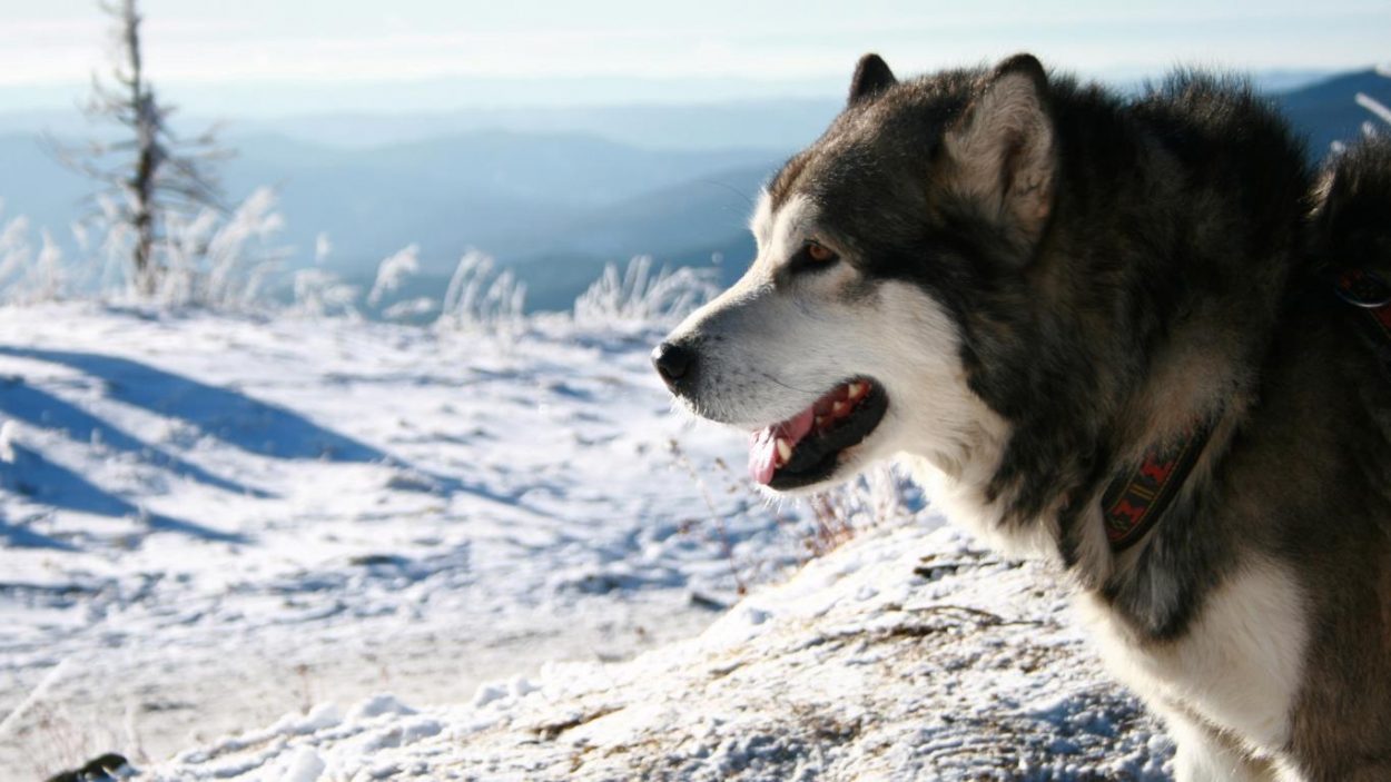 собака белый пес снег скачать