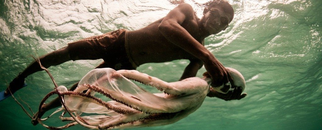 bi-bauju-divers-boats-octopus_1024