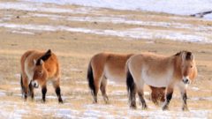 Všetky divoké kone