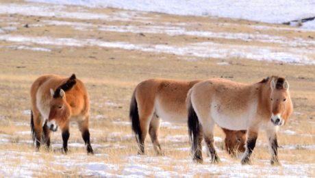 Všetky divoké kone