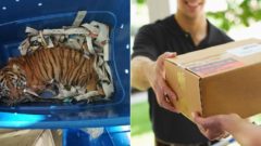 Nezvyčajná poštová zásielka.