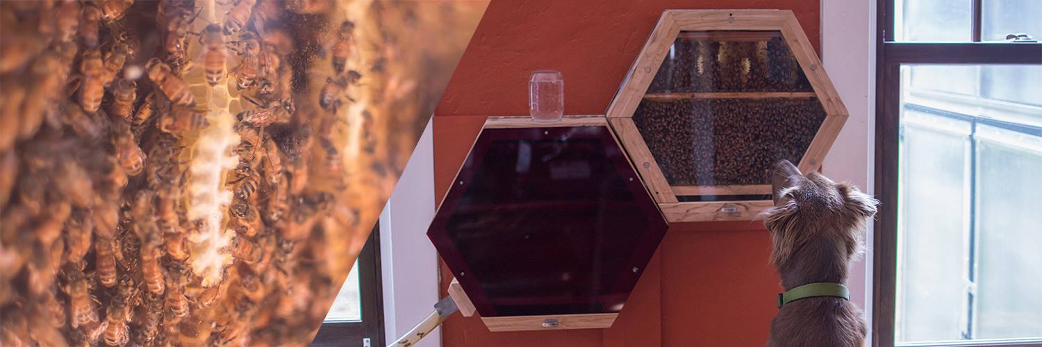 17310161_1155838351206016_6484625005024425959_o