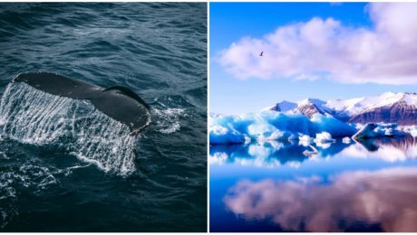 Island obnoví kontroverzný