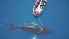 Vedecké účely zabili