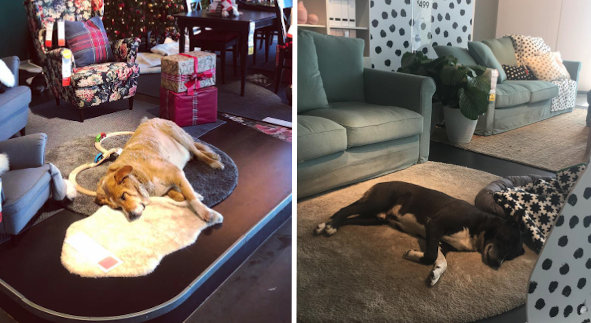 ikea-homeless-dogs