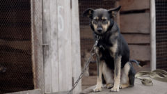 50-tisíc Slovákov sa