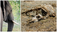 Miliónu živočíchov a