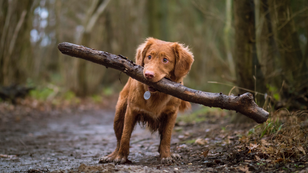 Ilustračný obrázok (unsplash.com)