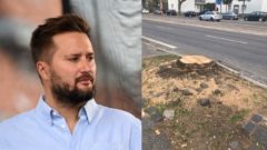 Necitlivý výrub stromov