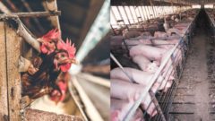 Slovensko sa obmedziť