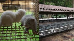 Kožušinový priemysel v