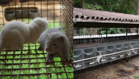 Kožušinový priemysel v