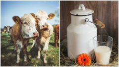 Unikátna plávajúca farma: