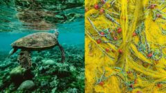 Austrálski aktivisti lovia