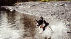 Pri tomto bratislavskom