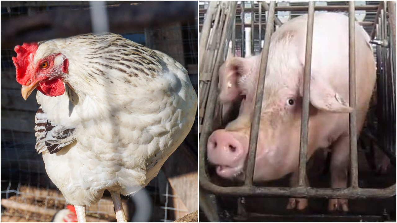 unsplash.com/wikimedia.com (Humane Society of the United States)