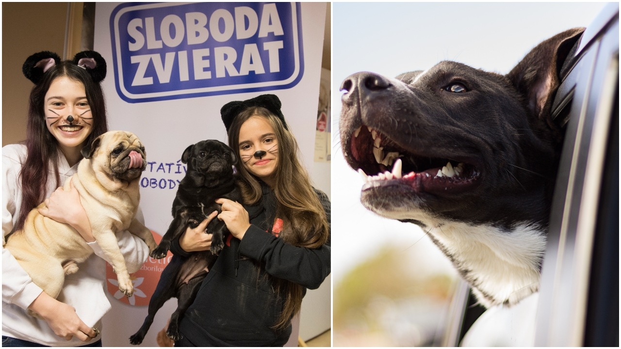 bolt a sloboda zvierat