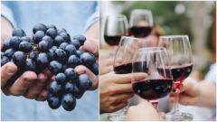 Jesenné vínne cesty