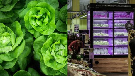 Jedlo, ktoré rastie