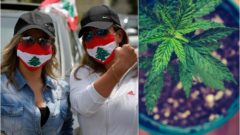 Libanon zlegalizoval pestovanie marihuany na vedecké účely