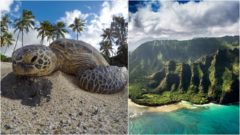 Havaj rozdáva ľuďom