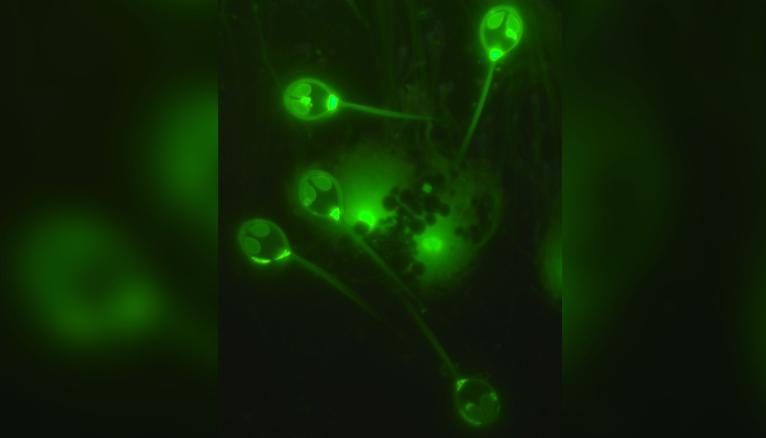 200225150545-first-animal-doesnt-breathe-trnd-exlarge-169