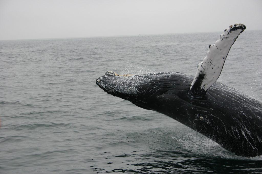 Na Islande sa v roku 2020 nezabije žiadna veľryba