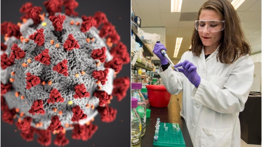Vedci objavili nový kmeň koronavírusu. Je nebezpečnejší ako originál