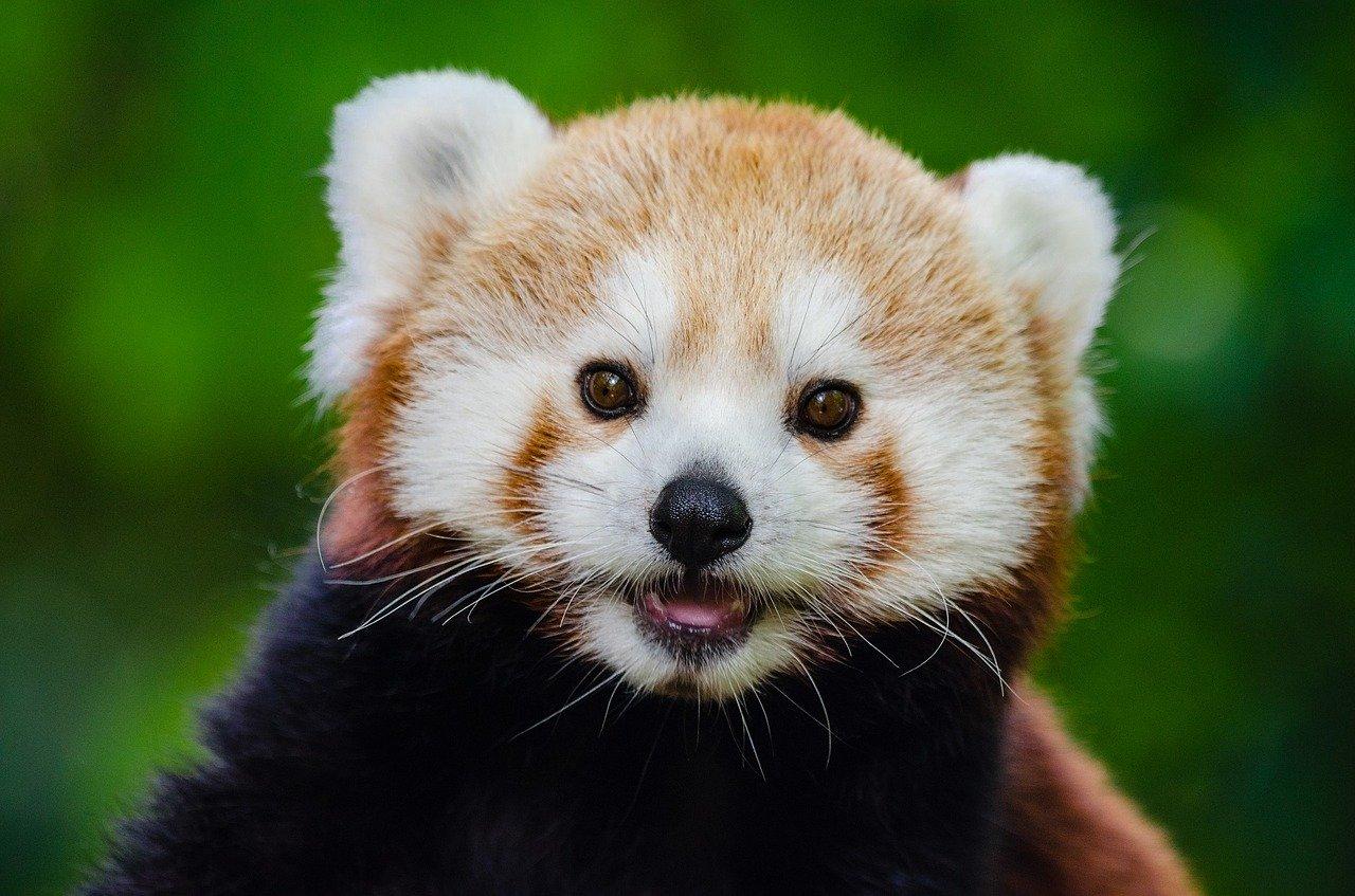 red-panda-981231_1280