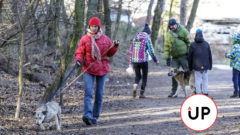 prechádzka, pes, príroda