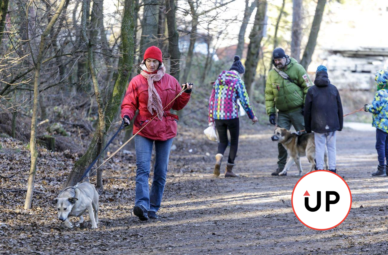 prechádzka, pes, príroda