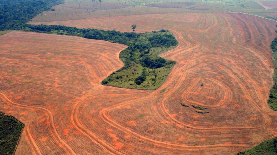 amazonský prales, odlesňovanie