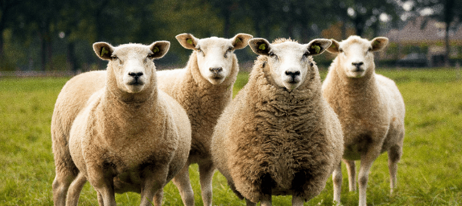 canva-photo-editor (40)