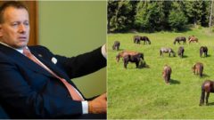 Panenská prírodná oblasť