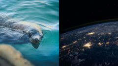 Zvieratá nemajú na