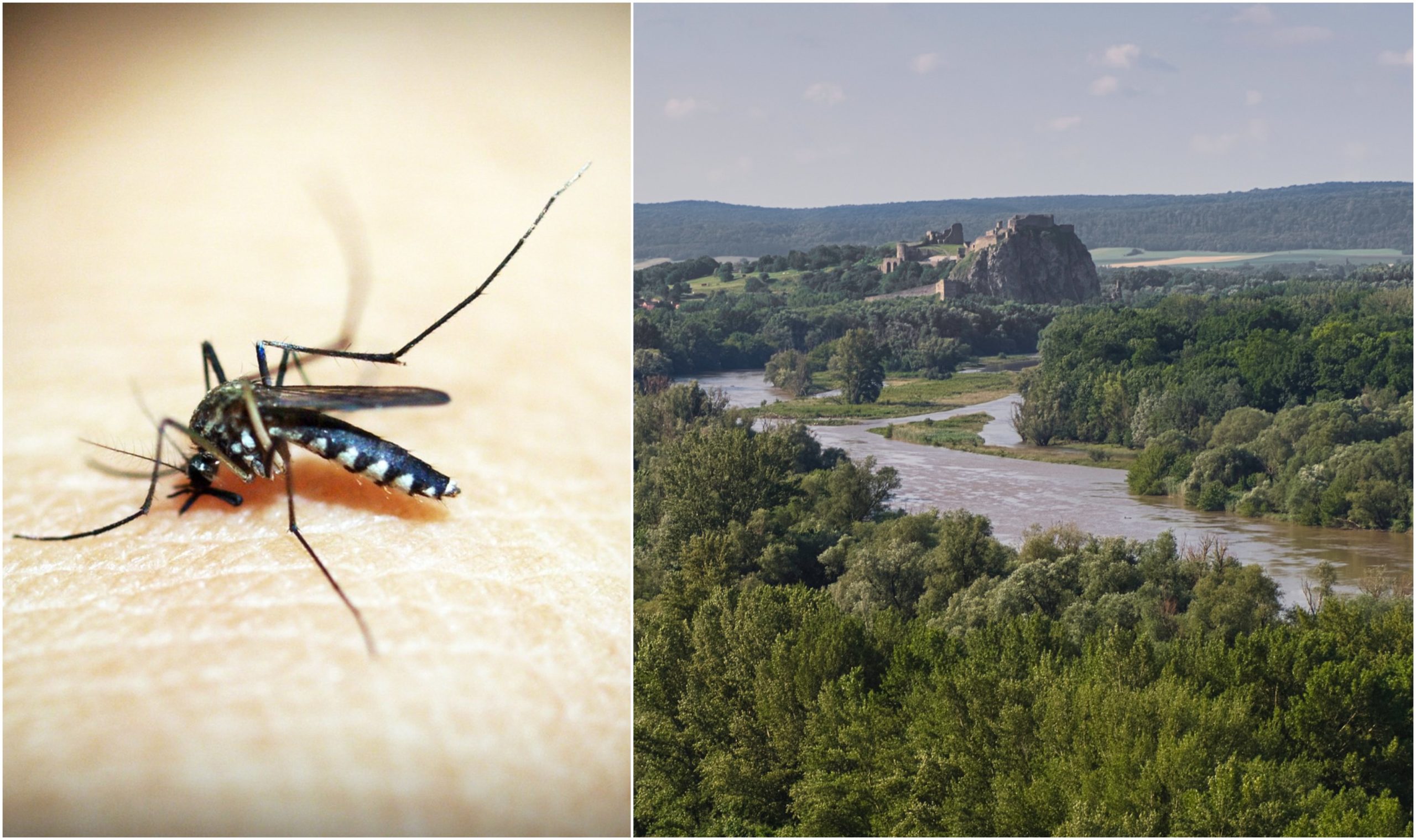 Komáre, Devín, Bratislava