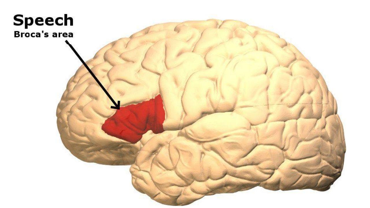 Broca's area
