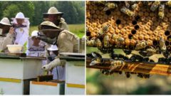 Kvalitný, slovenský med