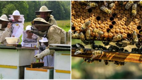 Kvalitný, slovenský med