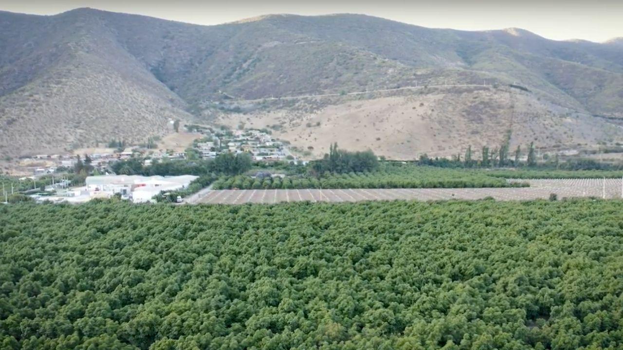 Monokultúra avokáda, Chile Petorca