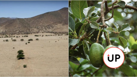 Monokultúra avokáda, Chile Petorca