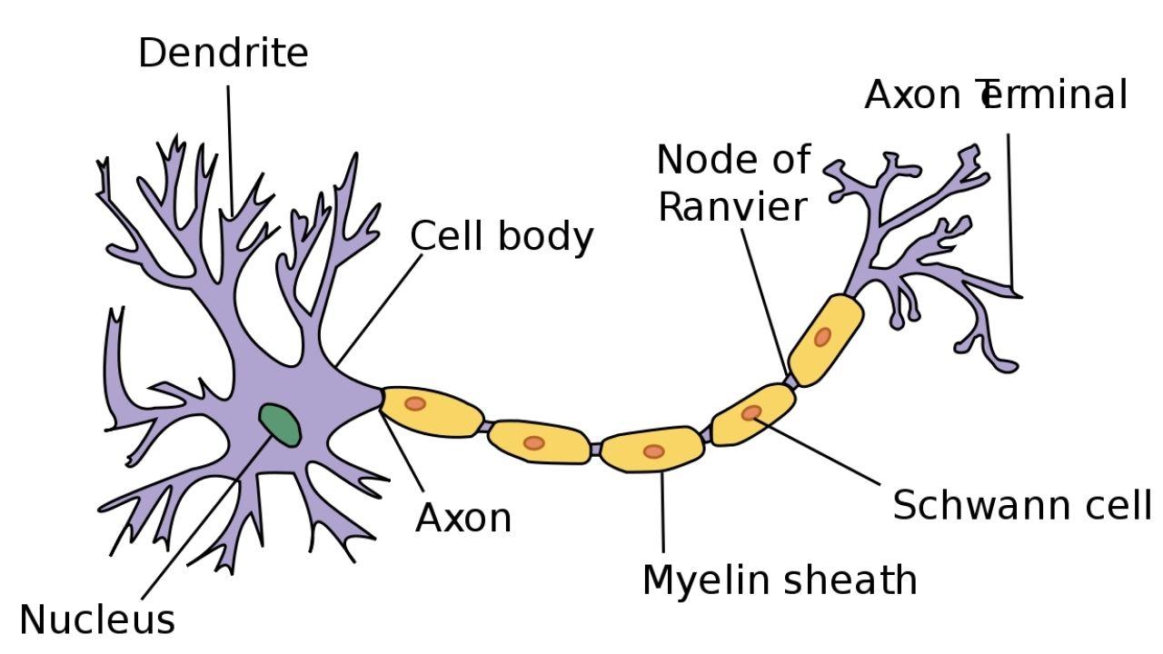neuron