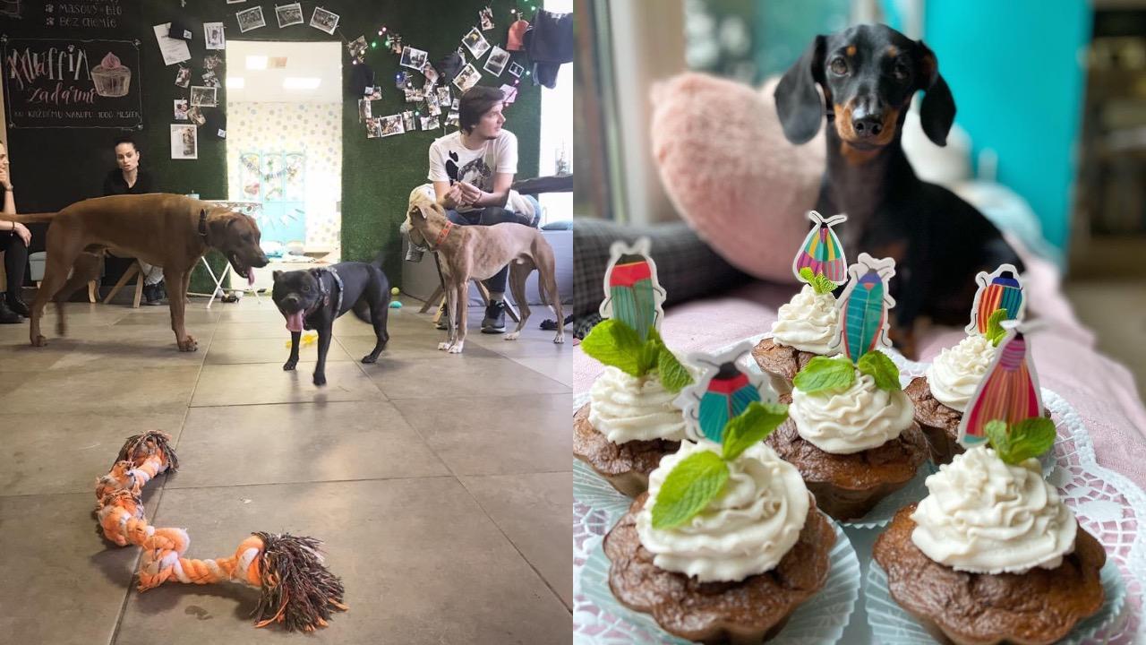 pes kaviareň bratislava veterina