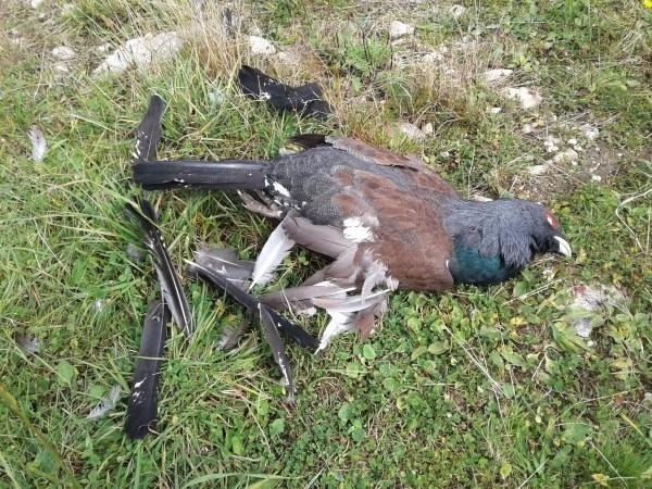 Lanovka v Tatrách zabila vážne ohrozené zviera. Táto smrť, môže zmeniť celú  situáciu v Tatrách
