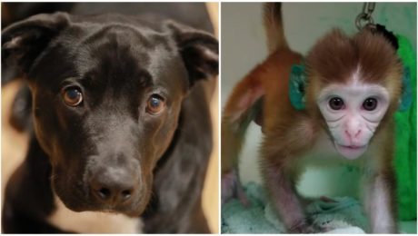 PES, ZVIERA, OPICA, TYRANIE